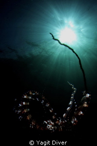 Bright light by Yagit Diver 